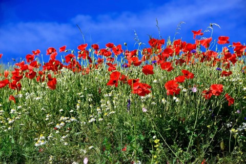 Flower meadow