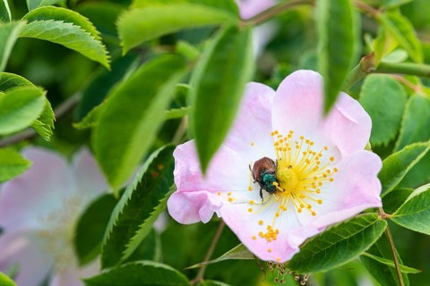 Bracken chafer
