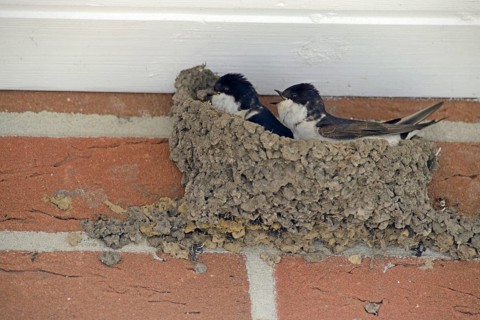 Common house martins