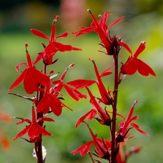 Shrub garden