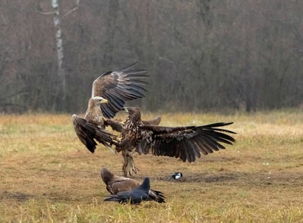White-tailed eagle