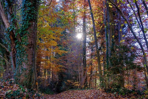 Autumn
