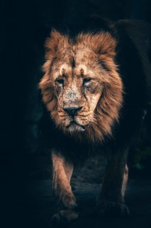 Lion