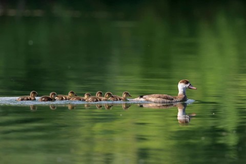 Red-crested pochard