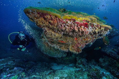 Diver swimming next to coral block of mountain coral