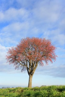 Deciduous tree