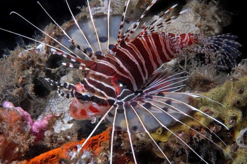 Broadbarred firefish