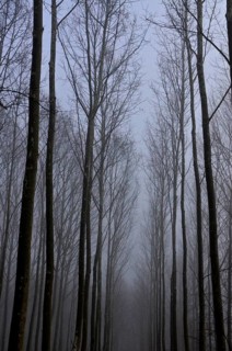 Avenue of poplars in the mist