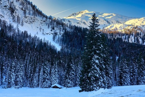 Forest in Winter
