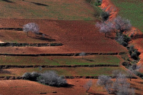 Fields with red earth and blossoming almond trees