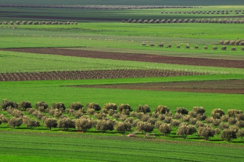 Symmetry of agriculture
