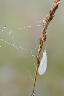 Common green lacewing