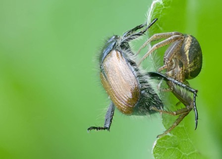 Crabspider
