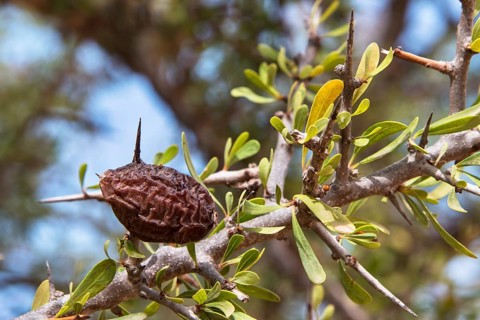 Ripe argan