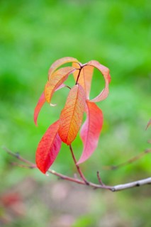 Red leaves of a peach tree