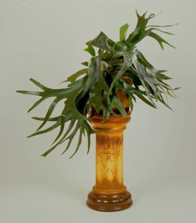 Staghorn fern Platycerium bifuratum