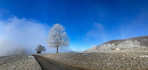 Hoarfrost in clearing fog