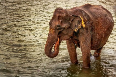 Elephants from the Uda Walawe Elephant Orphanage
