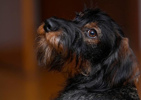 Wire-haired dachshund