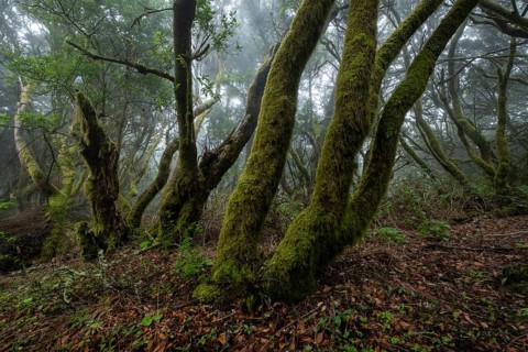 Moss-covered trees in laurel forest