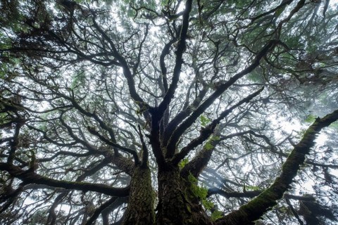 Moss-covered trees in laurel forest