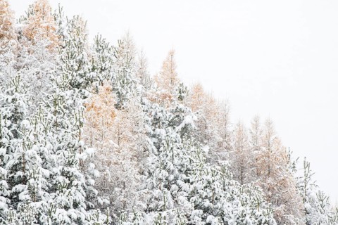 Snow-covered forest in late autumn