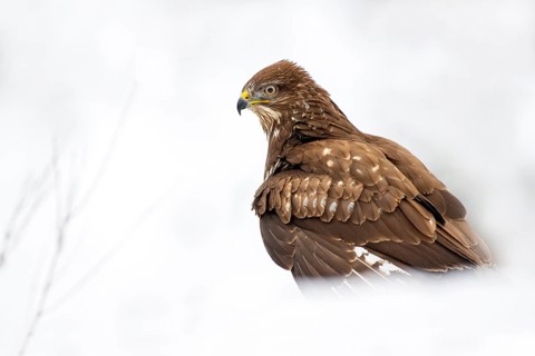 Steppe buzzard