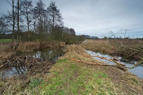 Beaver lodge with dam
