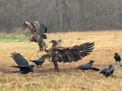 White-tailed eagle