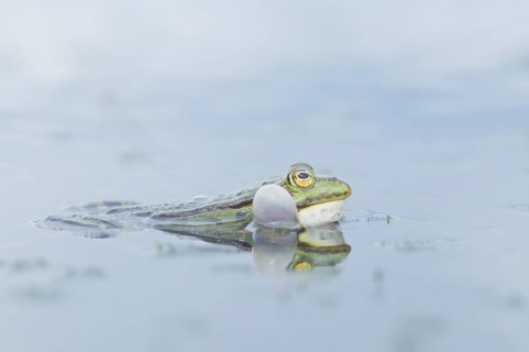 Green frog