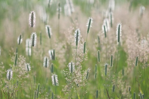 Meadow foxtail