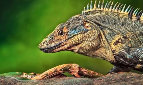 Close-up of a striped iguana