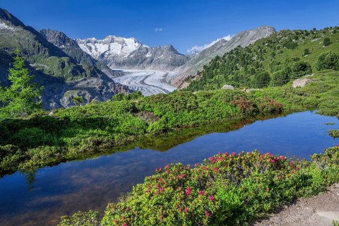 Small mountain lake with flowering alpine roses in front of the Aletsch glacier with Wannenhorn 3906m