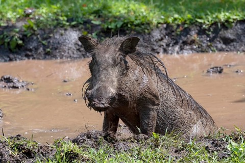 Common warthog