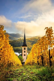 View between yellow autumnal Christmas trees towards a church tower. Beautiful light in the morning at sunrise
