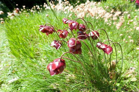 Brook carnation
