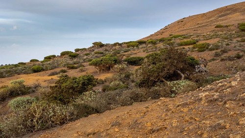 Juniper trees at sunset