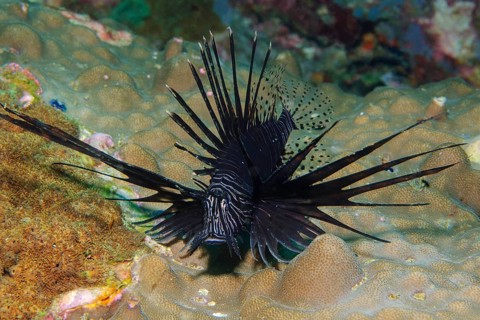 Pacific red lionfish