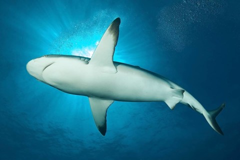 Blacktip reef shark