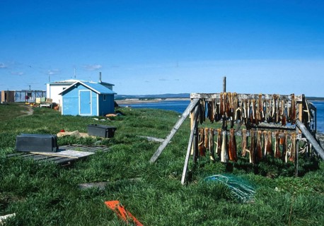 Dried fish suspended in a rack for air drying