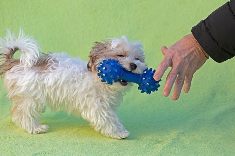 Bolonka Zwetna puppy plays