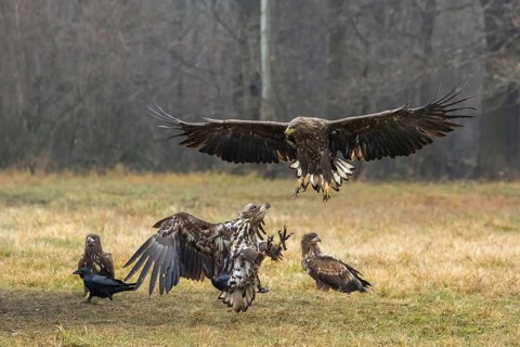White-tailed eagle