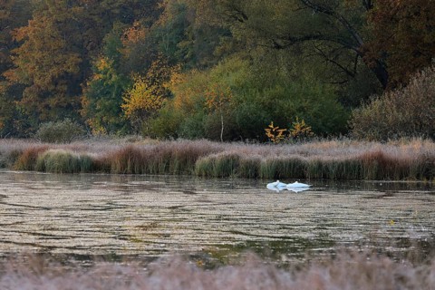 Swans on the Unterhoelzer Weiher