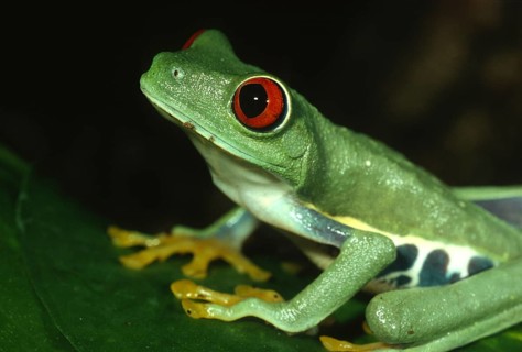 Red-eyed tree frog