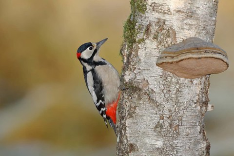 Great spotted woodpecker