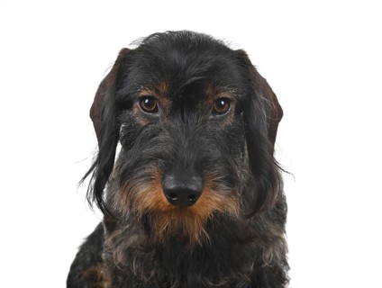 Wire-haired dachshund