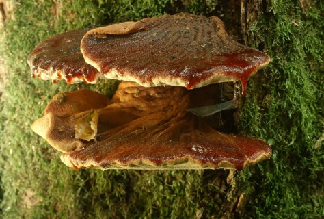 Beefsteak fungus