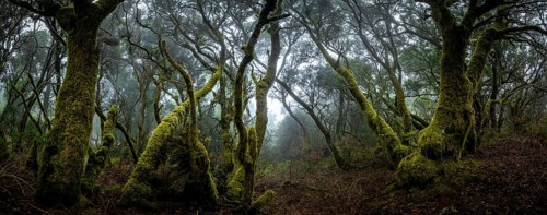 Moss-covered trees in laurel forest