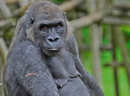 Portrait of a female gorilla with wound on the upper arm