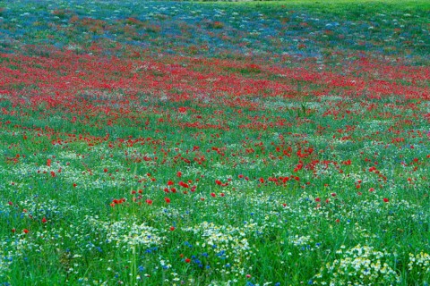 Blooming at Piano Grande di Castelluccio di Norcia plateau